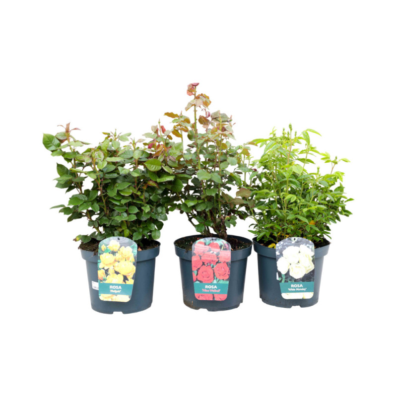 Rosier grande fleur en pot