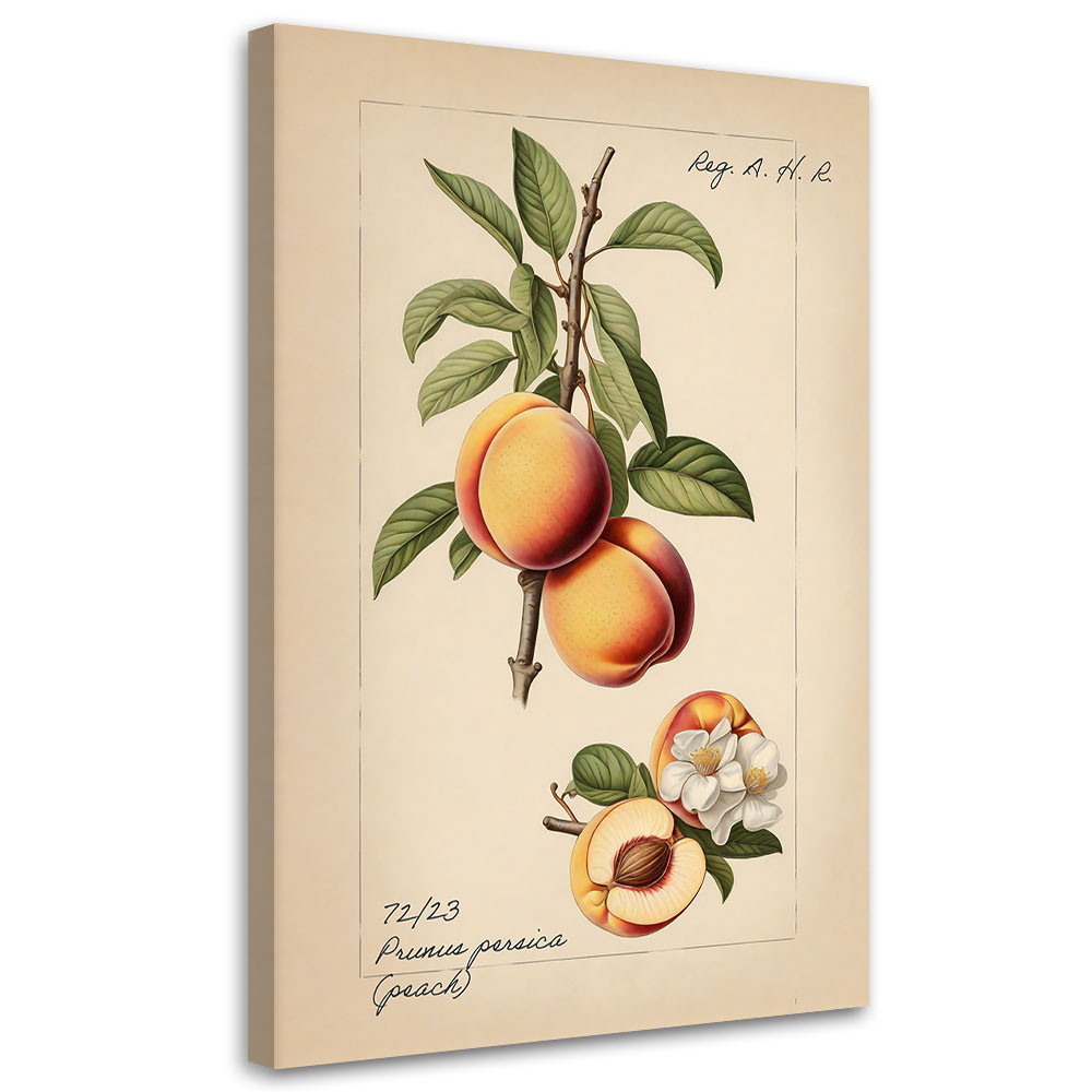 Feeby Obraz na płótnie, Owoce Vintage Brzoskwinia 40x60