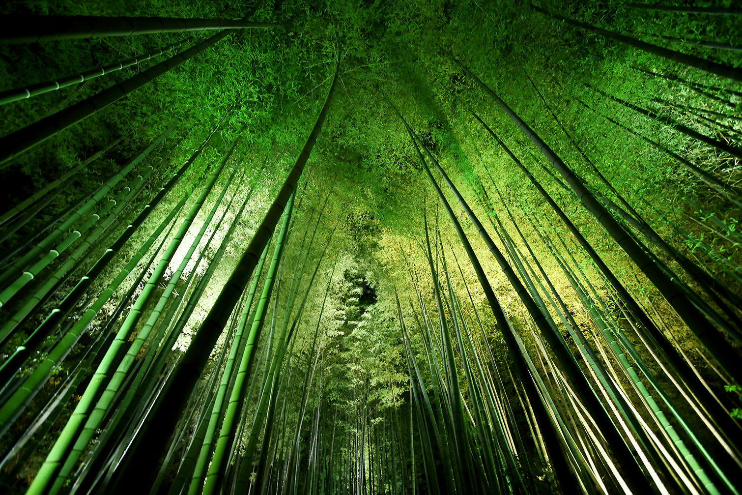 - Tableau nature forêt de bambous à kyoto Tableau plexiglas 120x80cm