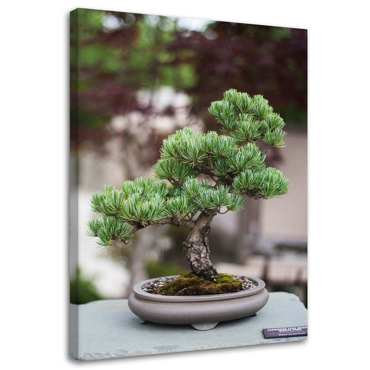 Feeby Obraz na płótnie Drzewko bonsai na kamieniach 40x60