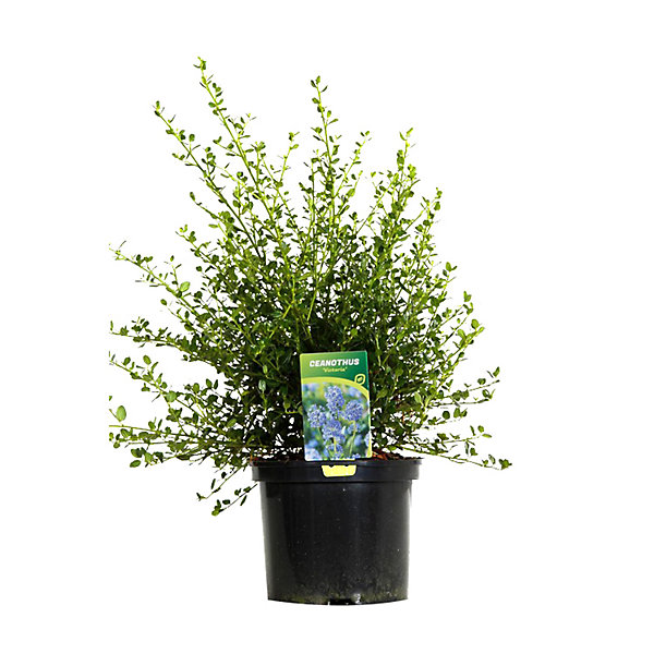 2 x Lilas de Californie 'Victoria' - Ceanothus impressus 'Victoria'- 30-40 cm pot