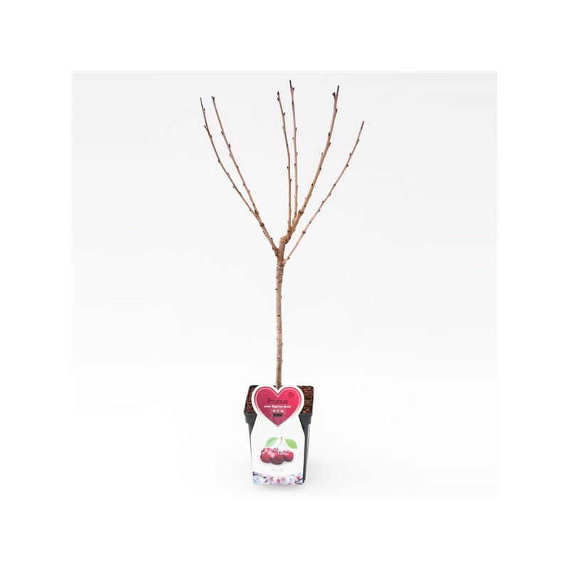 Arbre fruitier basse tige