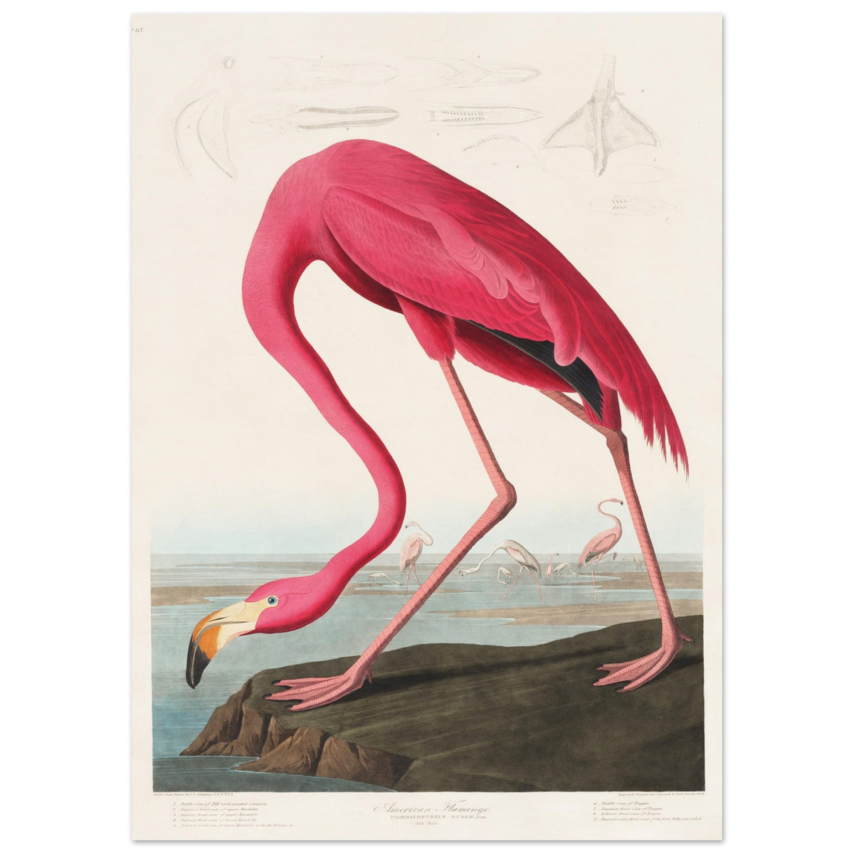Artfulprints Poster American flamingo  - 50x70 cm - Roze