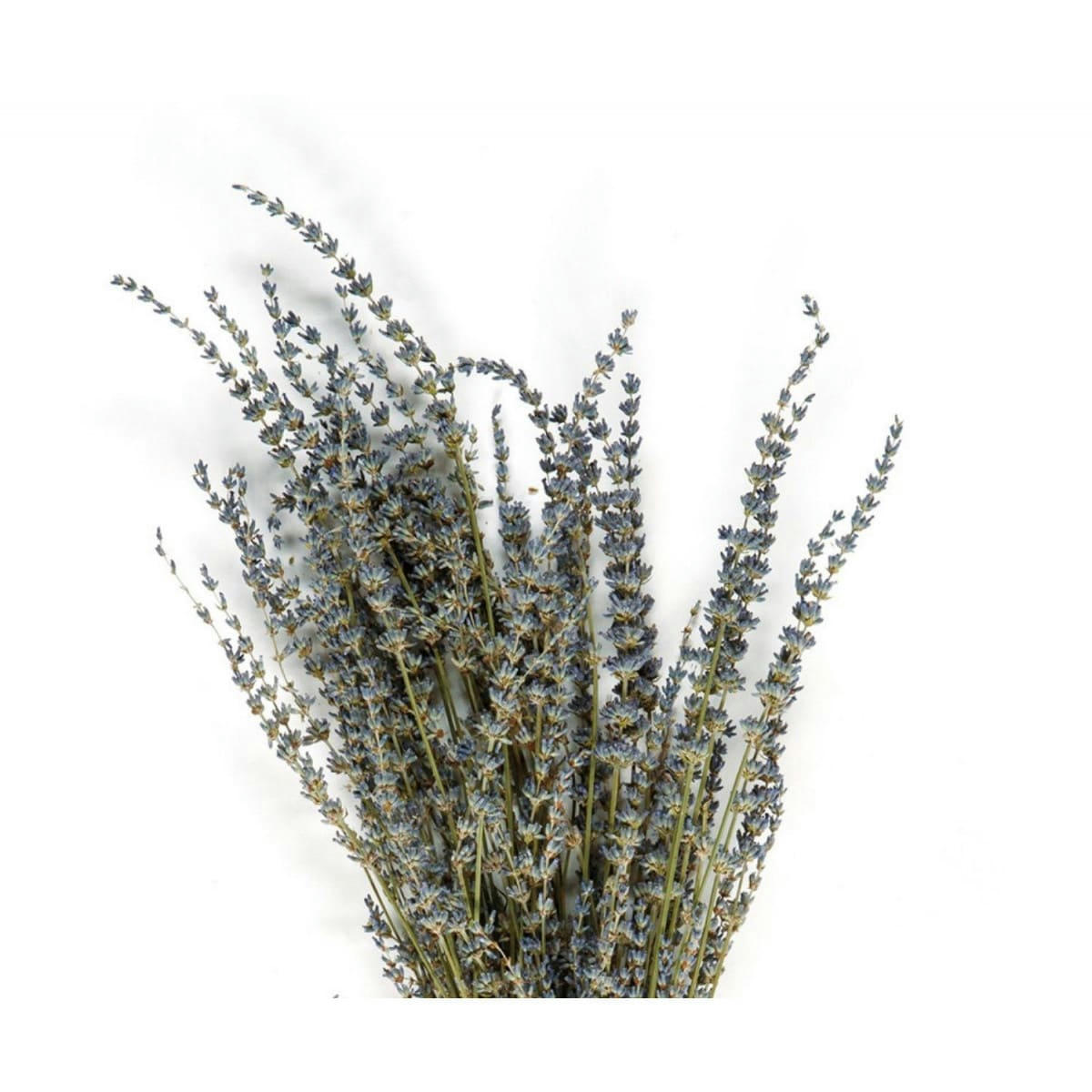 LAVANDE - Bouquet de fleurs séchées lavandes