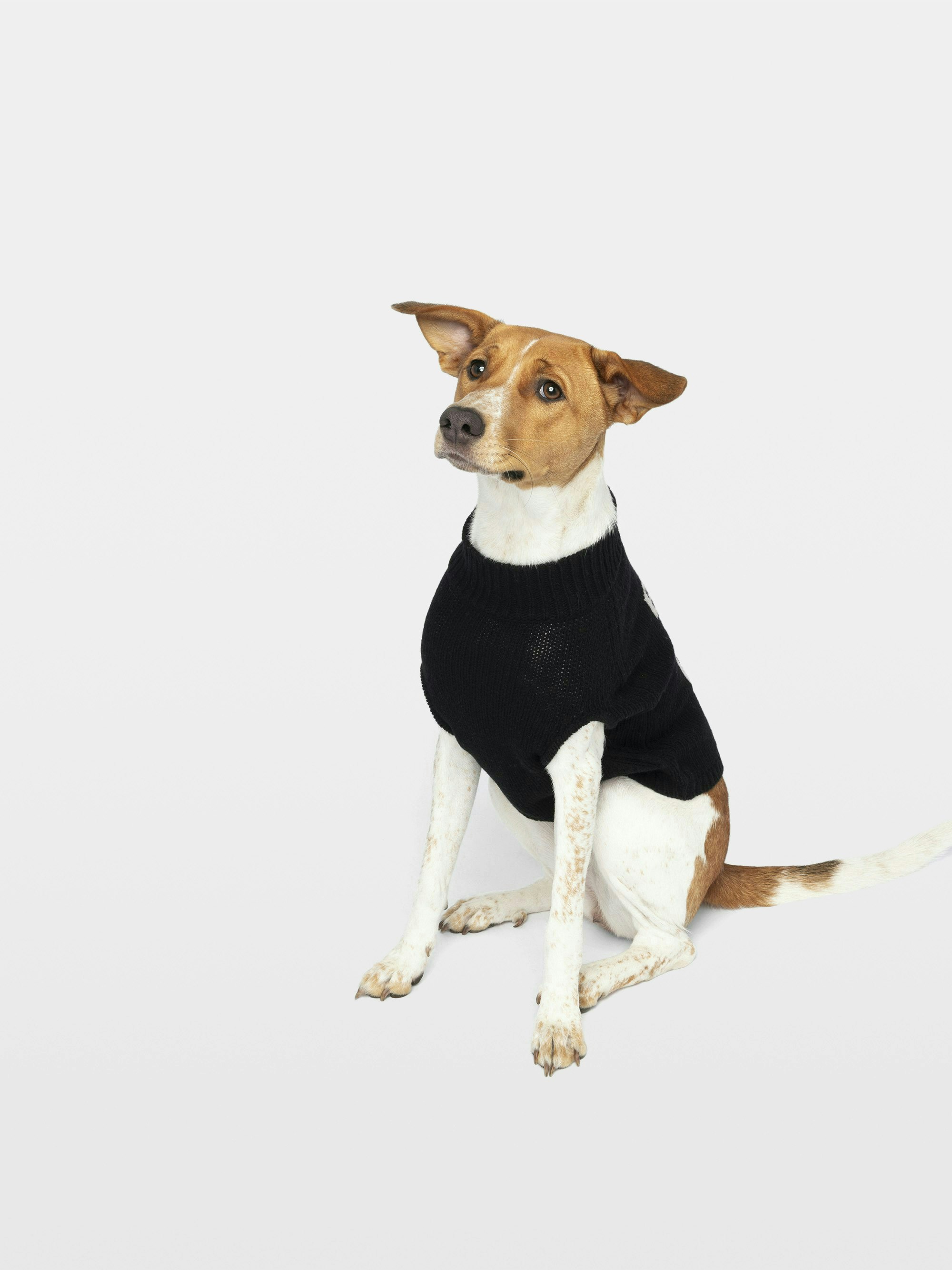 Pull Zadog 100% Laine Mérinos