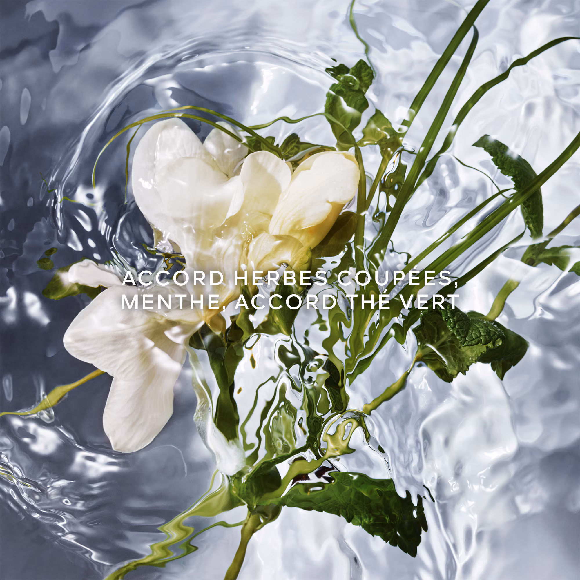 AQUA ALLEGORIAHerba fresca - eau de toilette