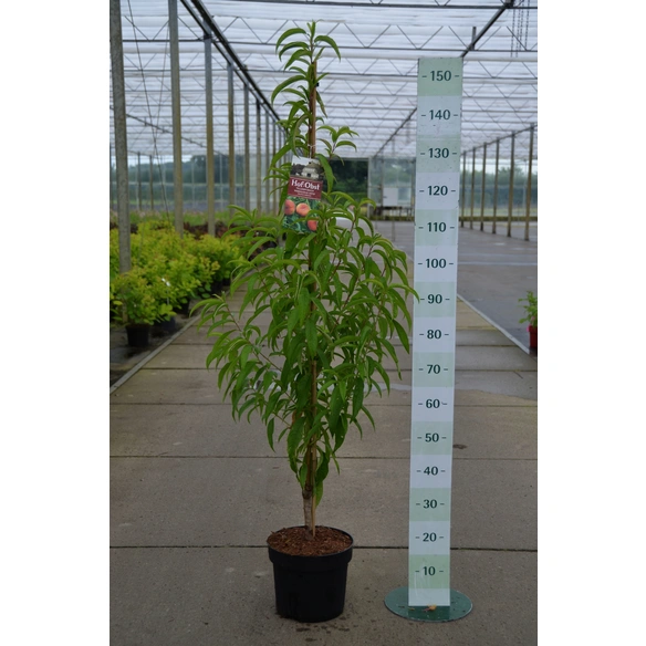 Tellerpfirsich, Prunus persica »Paraguayo Delfin«, Früchte: süß