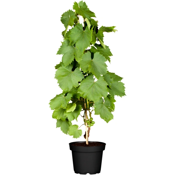 Weinrebe »Vitis vinifera«, Höhe: 60-80 cm
