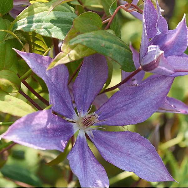 2 x Clématite 'Bagatelle' - Clematis 'Bagatelle'- Dorothy Walton- 50-60 cm pot