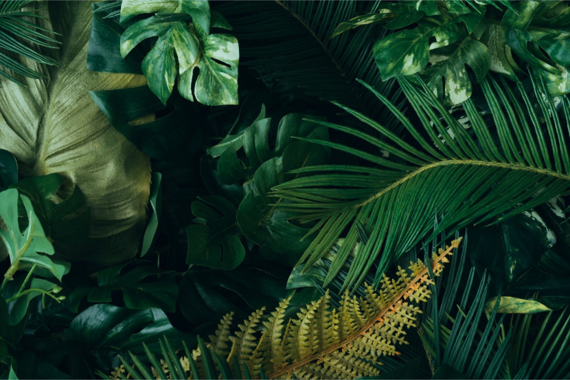Fototapeta Liście TROPIKALNE Urban Jungle 90x60cm
