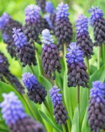 Bulbs Are Easy, Latifolium Grape Hyacinth Muscari Bulbs, Home Garden