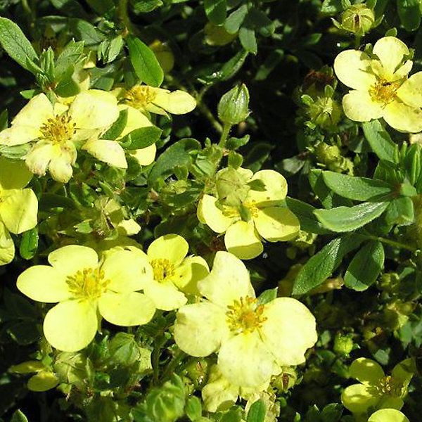 2 x Potentille arbustive 'Maanelys' - Potentilla fruticosa 'Maanelys'- 25-30 cm pot