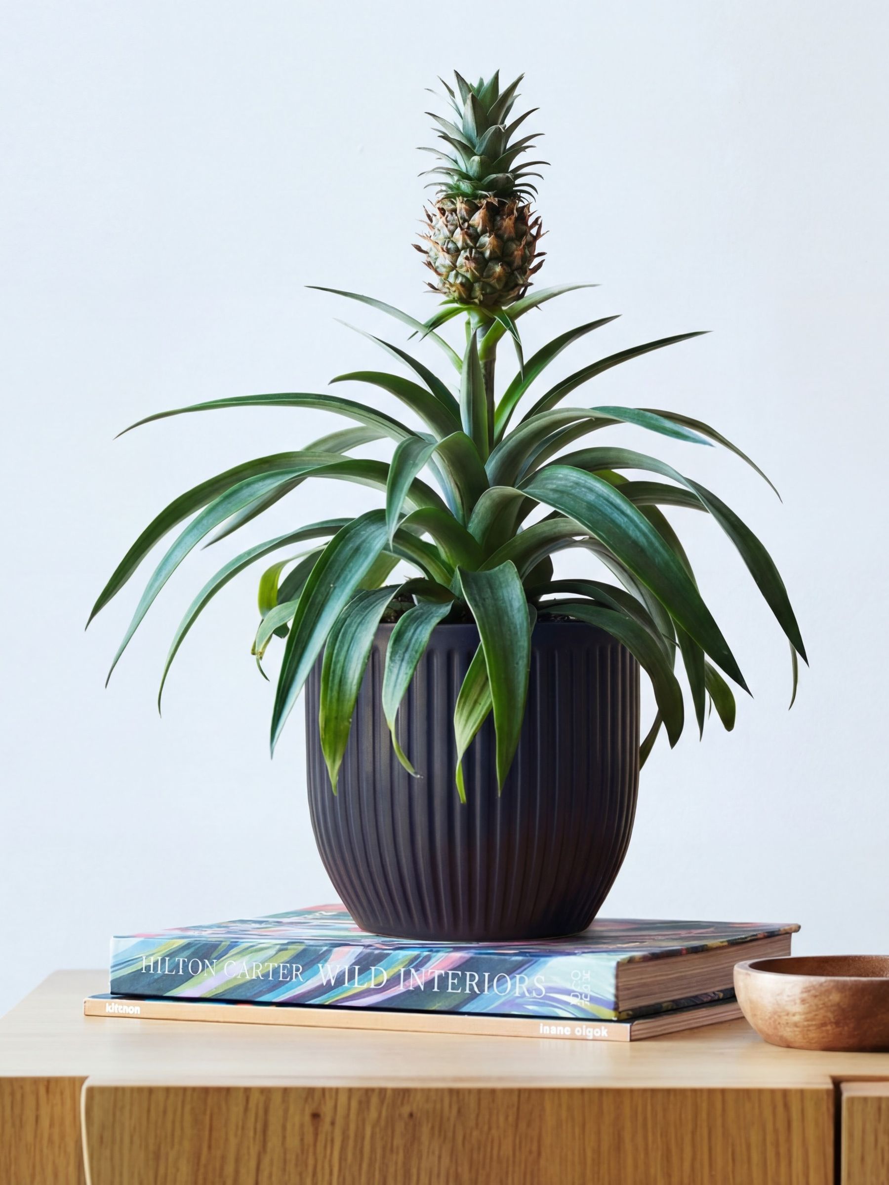 Beards & Daisies Navy Real Pineapple Plant in Ribbed Pot