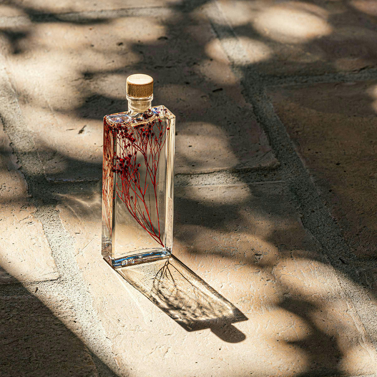 HERBARIUM DE THEOPHILE - Plante immergée Broom bloom rouge