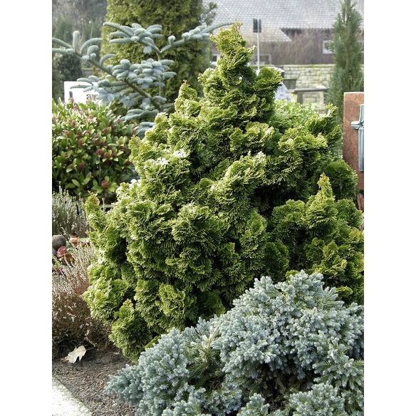 Zwerg-Muschel-Zypresse, Chamaecyparis obtusa »Nana Gracilis«, immergrün