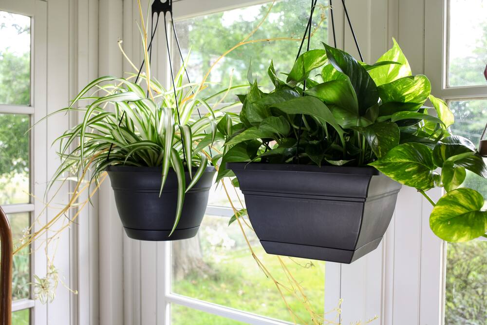 Planters' Pride Eclipse Hanging Plastic Basket Planter with Saucer Tray, Assorted Sizes