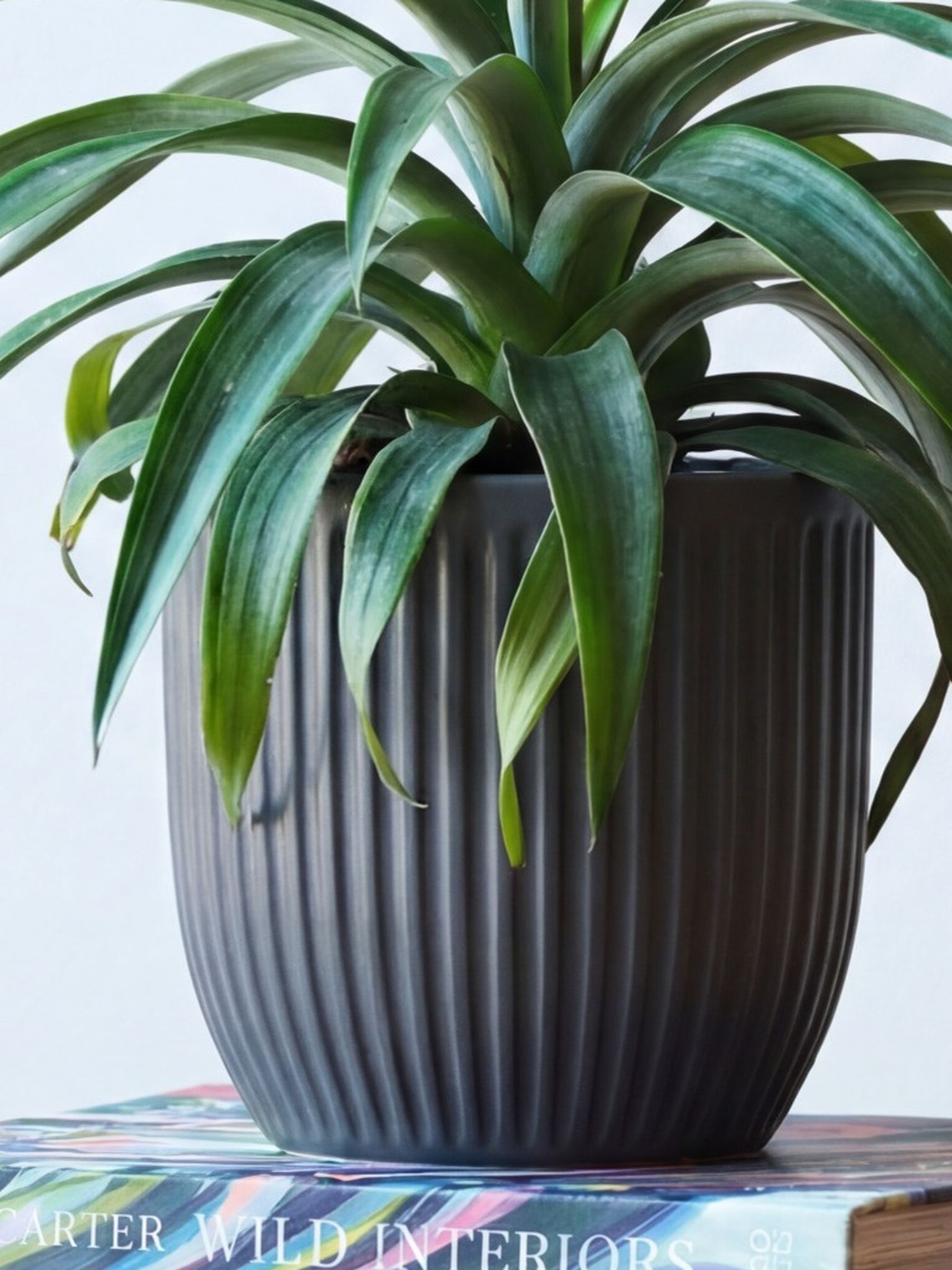 Beards & Daisies Grey Real Pineapple Plant in Ribbed Pot