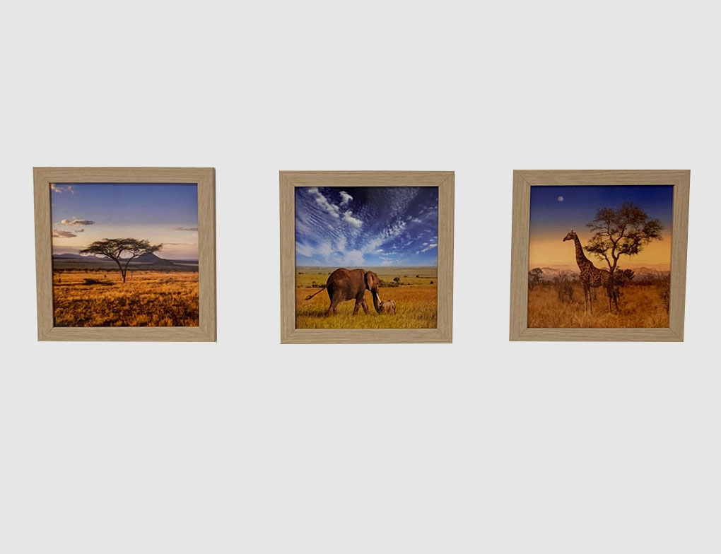 Bild Safari-Impressionen
