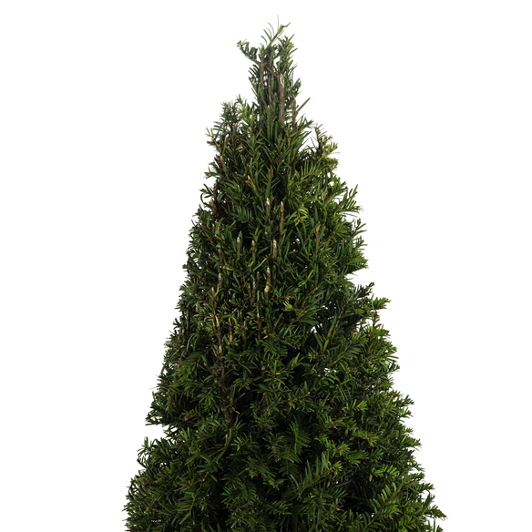 Zimmerpflanze, Europäische Eibe - Taxus baccata - Höhe ca. 60 cm, Topf-Ø 24 cm