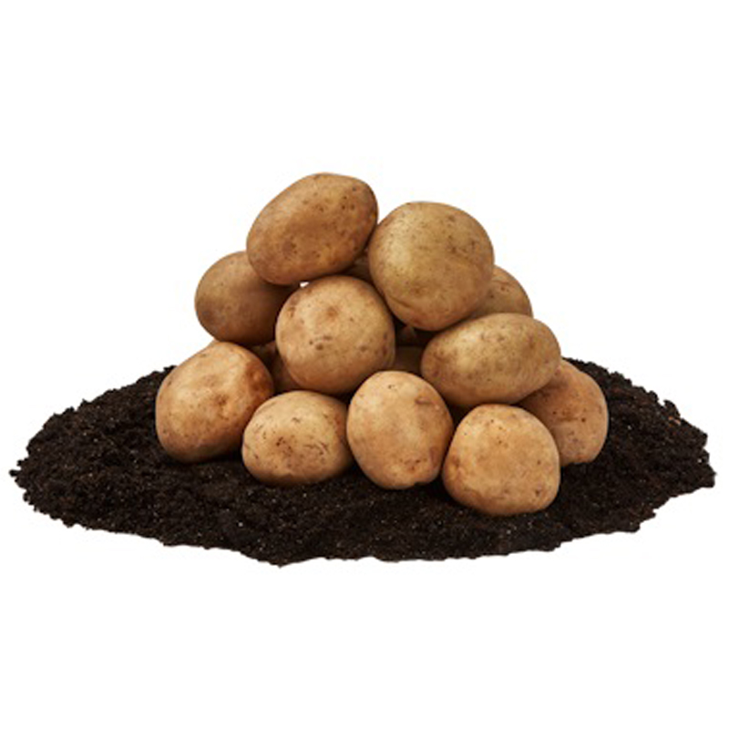 Rocket, sättpotatis