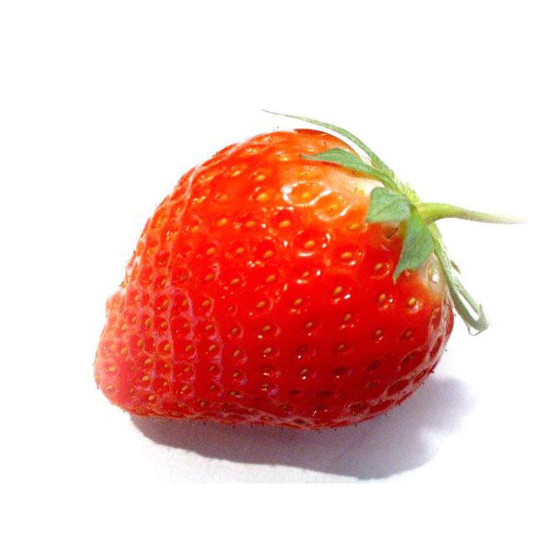 Fraisier Gorella en pot
