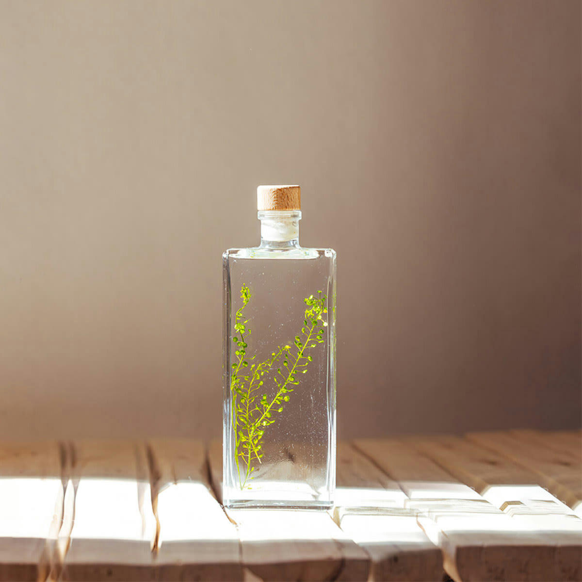 HERBARIUM DE THEOPHILE - Plante immergée Lepidium vert