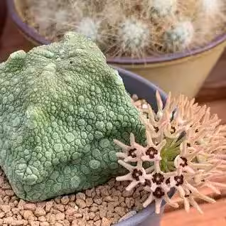 5x Pseudolithos Cubiformis Seeds, Succulent Plant Seeds, Rare Cactus Seeds, Exotic Plant, Gardening Gift, Unique Succulent, South African