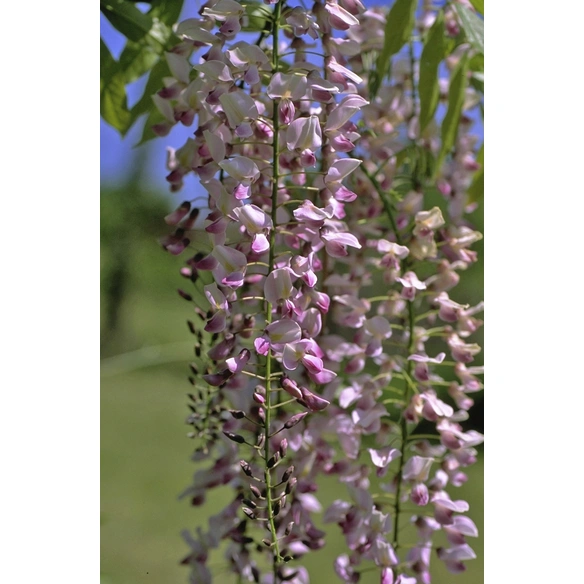 Japanischer Blauregen, Wisteria floribunda »Rosea«, rosa, winterhart