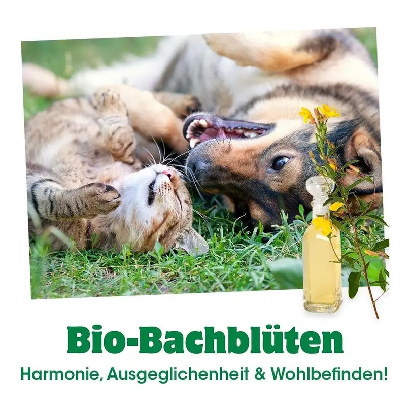 Hautpflege Hund Bio-Bachblüten