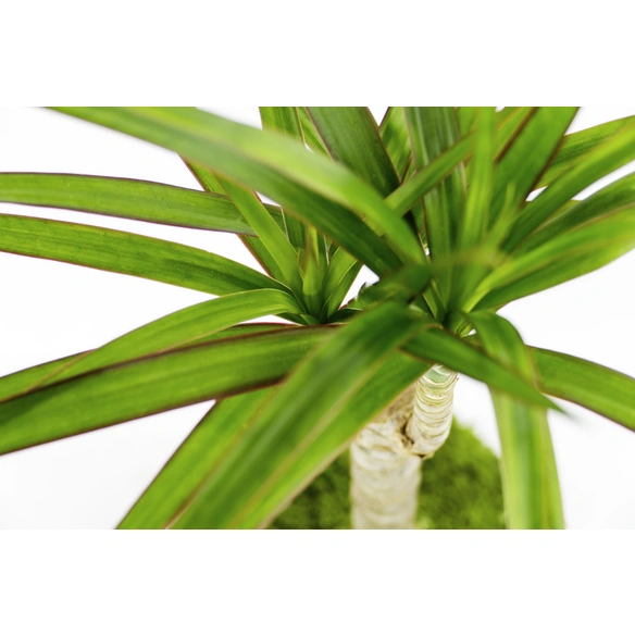 Kibonu Drachenbaum, Dracaena marginata »Dracaena Marginata«