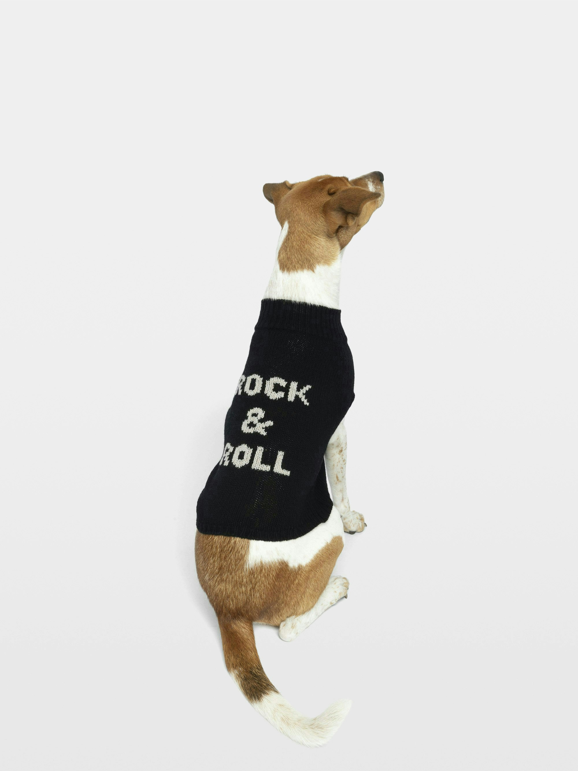 Pull Zadog 100% Laine Mérinos