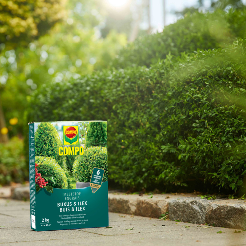 Engrais pour buis et ilex 2 kg COMPO
