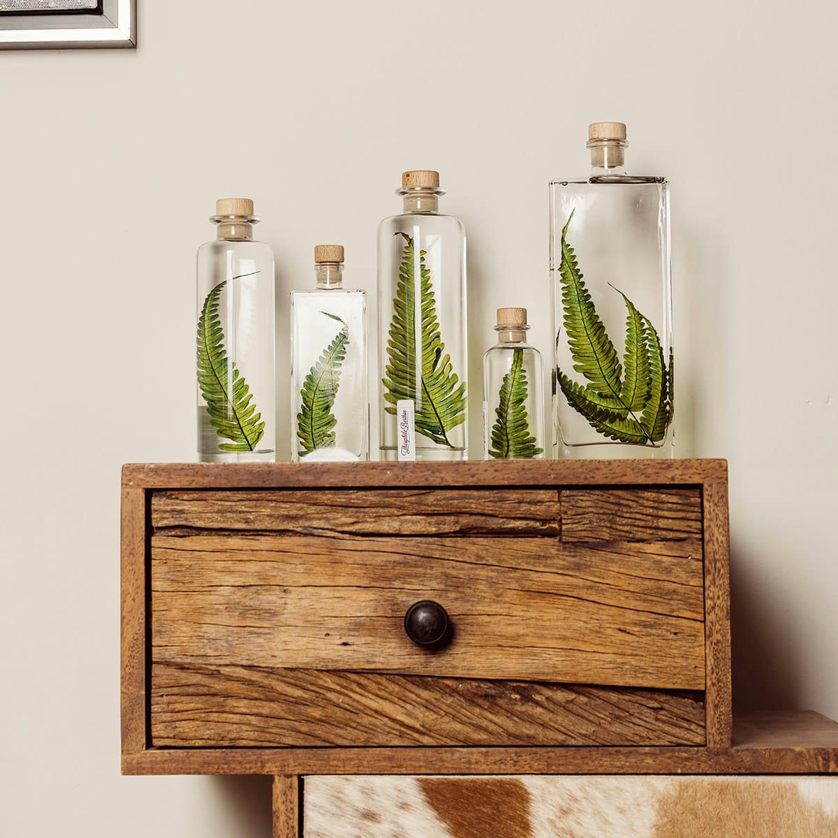 HERBARIUM DE THEOPHILE - Plante immergée Argyrea