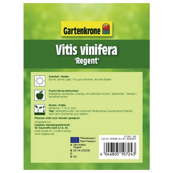 Weinrebe, Vitis vinifera »Regent«, Blüte: creme, essbar