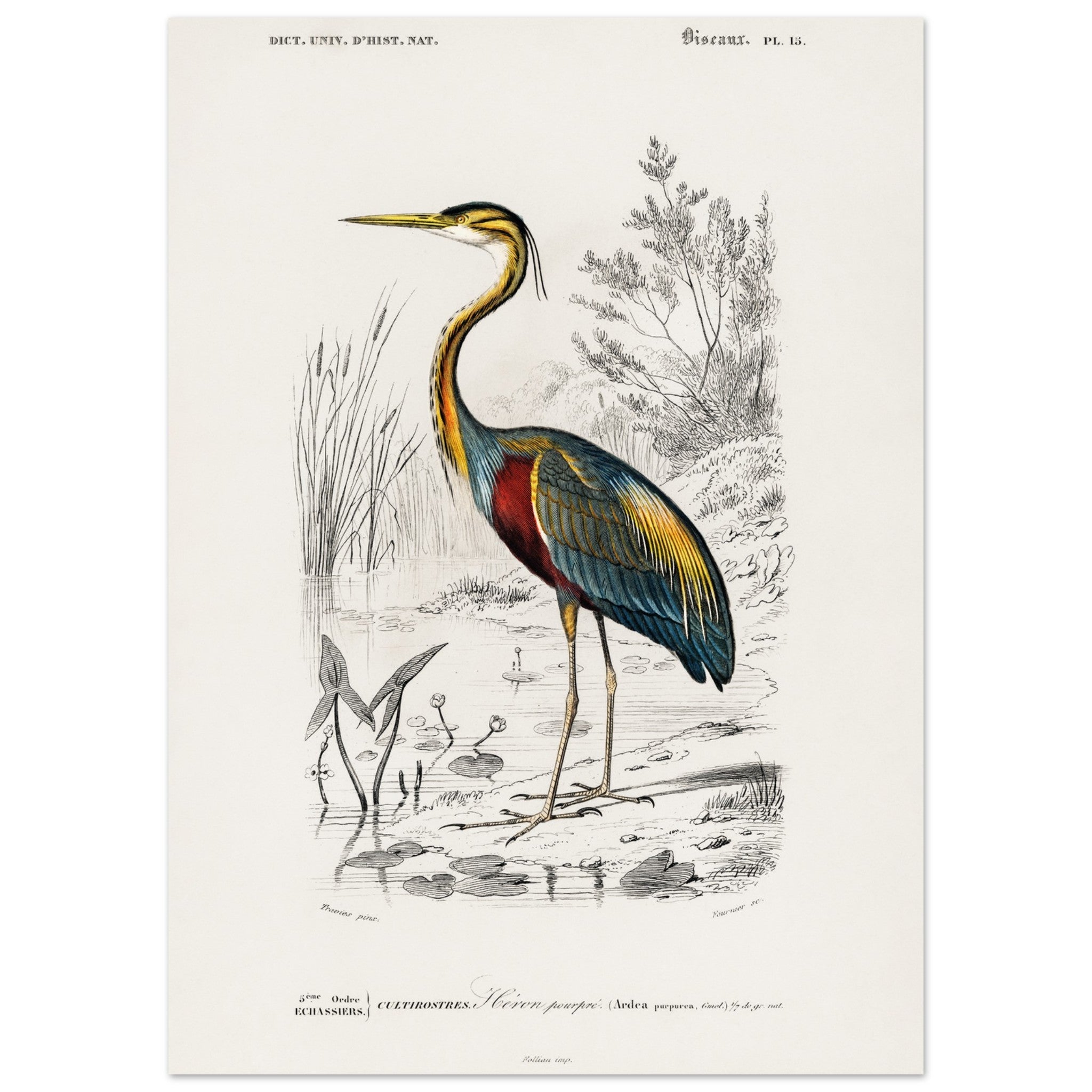 Artfulprints Poster Charles Dessalines d'Orbigny - Purple heron (Ardea purpurea)  - 50x70 cm - Meerkleurig