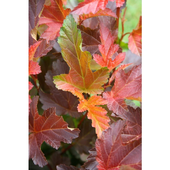 Blasenspiere, Physocarpus opulifolius »Center Glow-R«, Blätter: rot, Blüten: creme