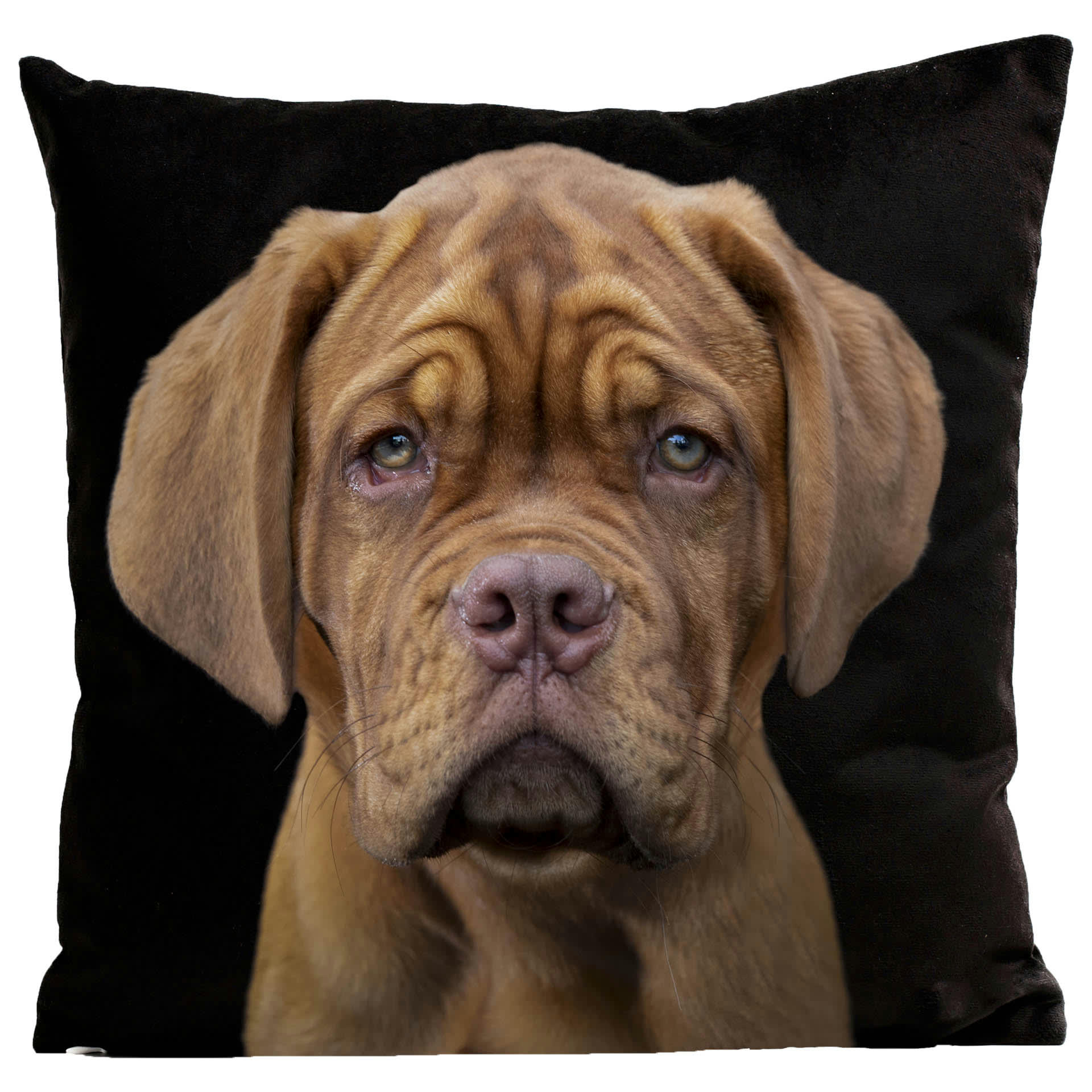 - Coussin chien dogue de bordeaux noir 40x40cm