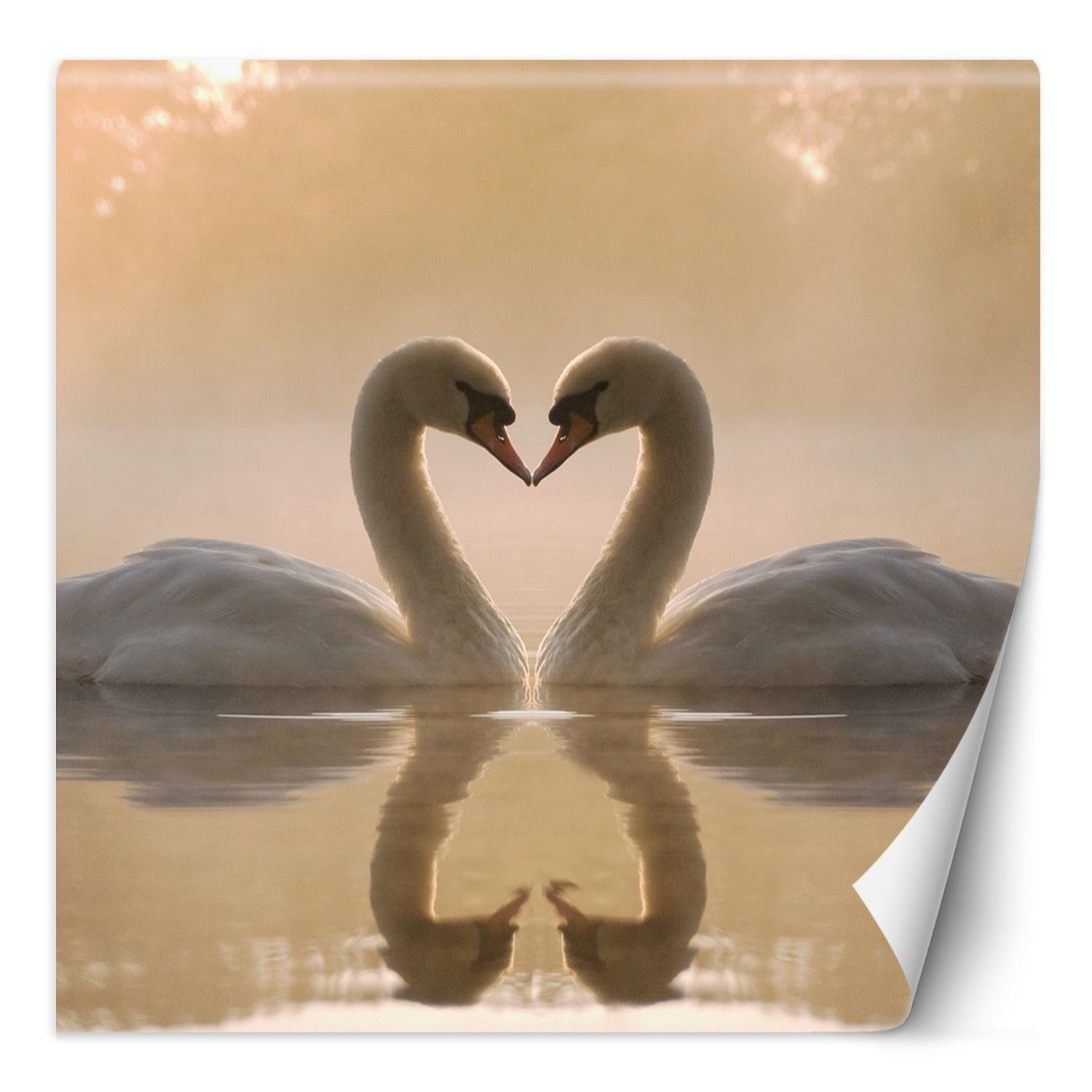 Feeby Fototapeta, Łabędzie pływające w jeziorze 100x100