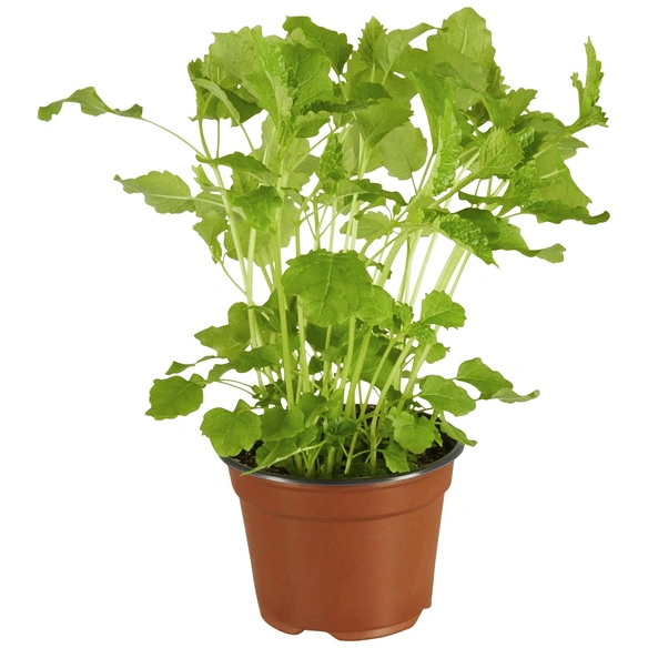 Kräuter, Kräuter Mix »8 Sorten«, aktuelle Pflanzenhöhe ca.: 15 cm, im Topf