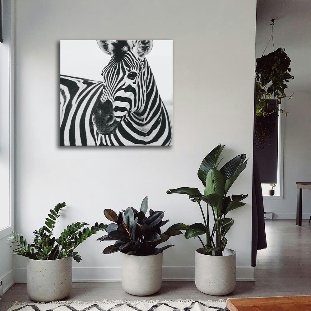 - Tableau impression sur toile museau de zèbre 60x60cm