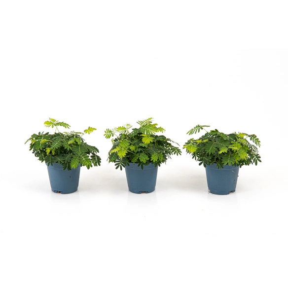 Mimose »Mimosa pudica«, 10 cm