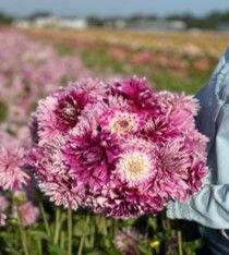 Bulbs Are Easy Dahlia Pink Bulbs, Assorted Varieties