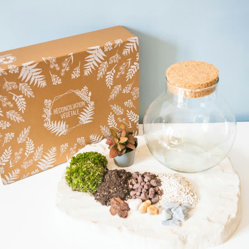 DIY - Kit pour terrarium 1 fittonia rouge