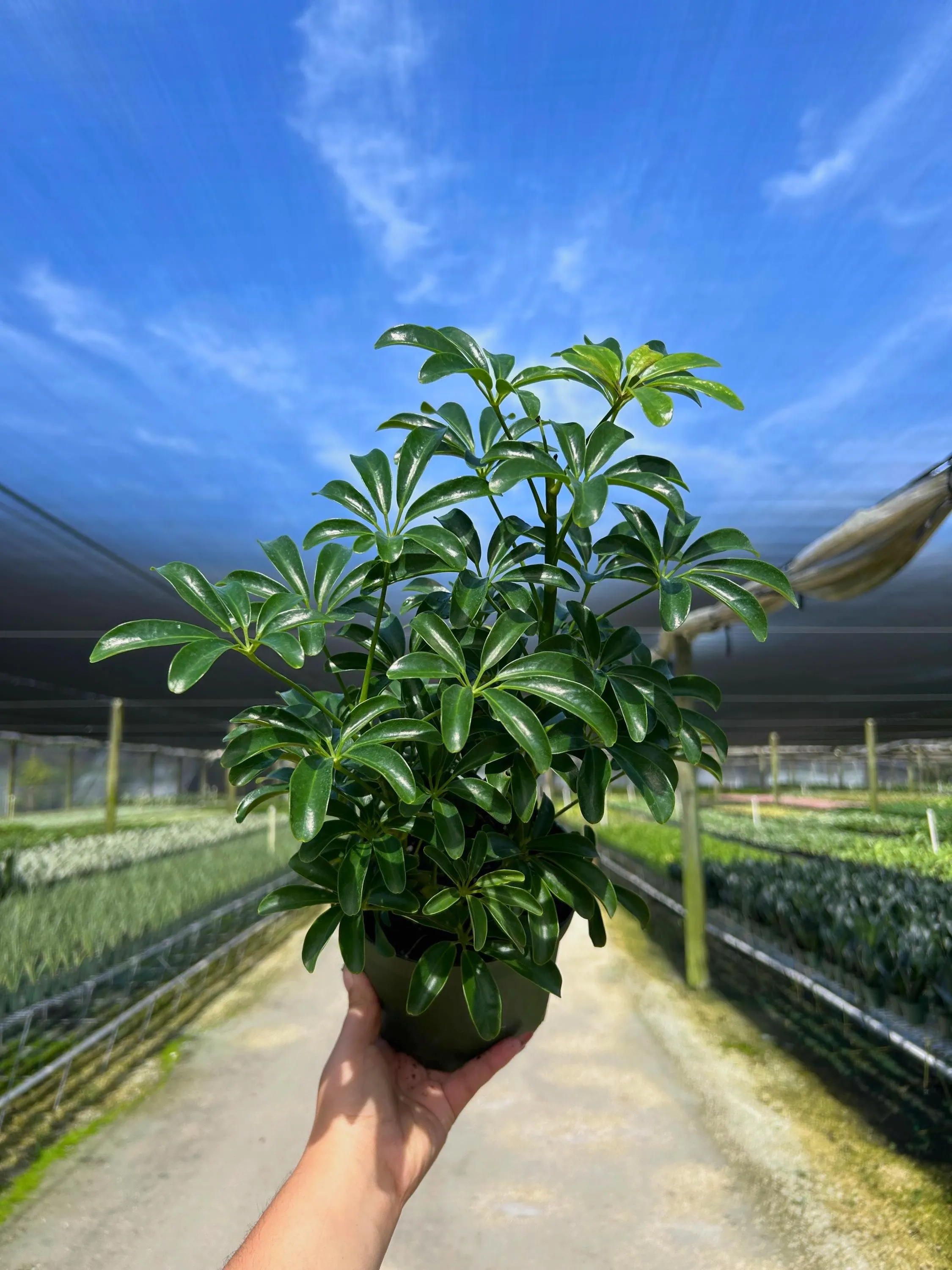 Arboricola Mini | Dwarf Umbrella Tree | Live Indoor & Outdoor Tropical Houseplant | Home Office Decor | Easy Care Plant in 4
