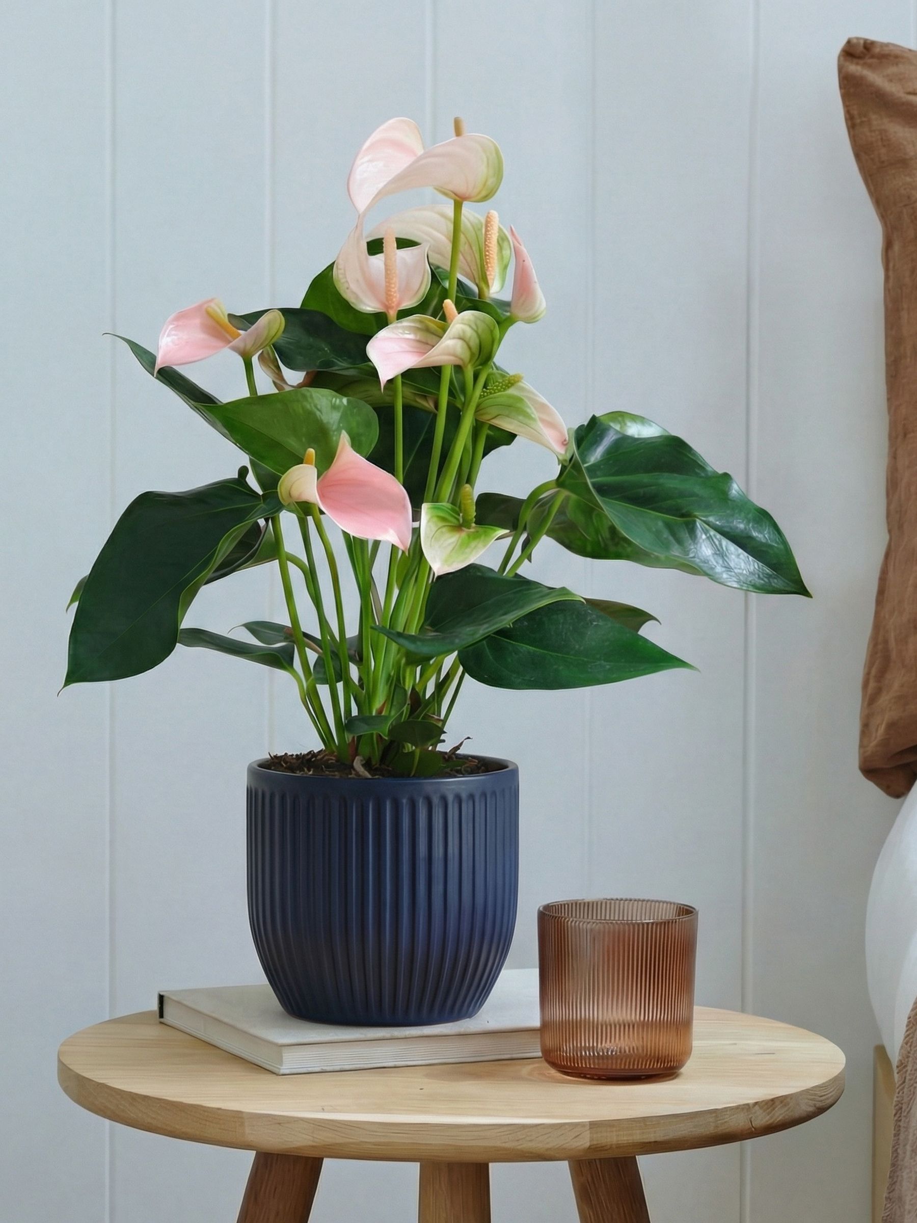 Beards & Daisies Navy Real Peach Anthurium Plant in Ribbed Pot