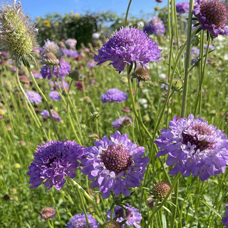 Praktvädd 'Blue Cockade'