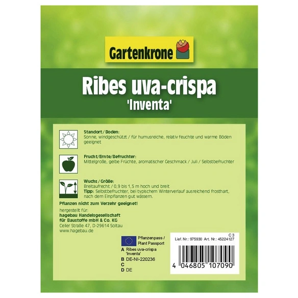 Stachelbeere, Ribes uva-crispa »Inventa«, Frucht: gelb, zum Verzehr geeignet