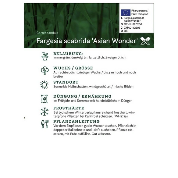 Bambus murielae Fargesia »Asian Wonder«