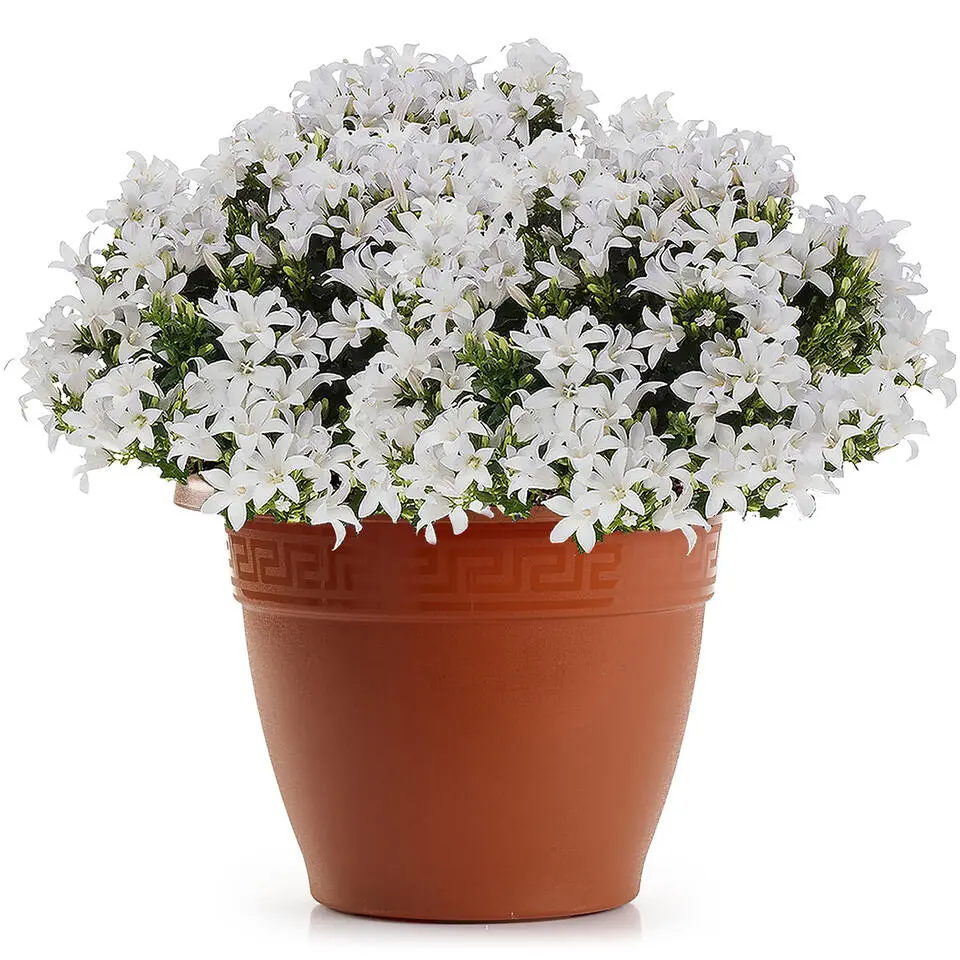 Plasticforte Plantenpot - terracotta bruin - 40x33 cm - kunststof