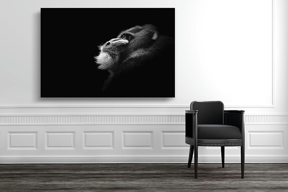 MANDRILL SONGEUR DE SON PASSÉ - Photographie d'art de Guillaume Mordacq  40x60 cm sur plexi